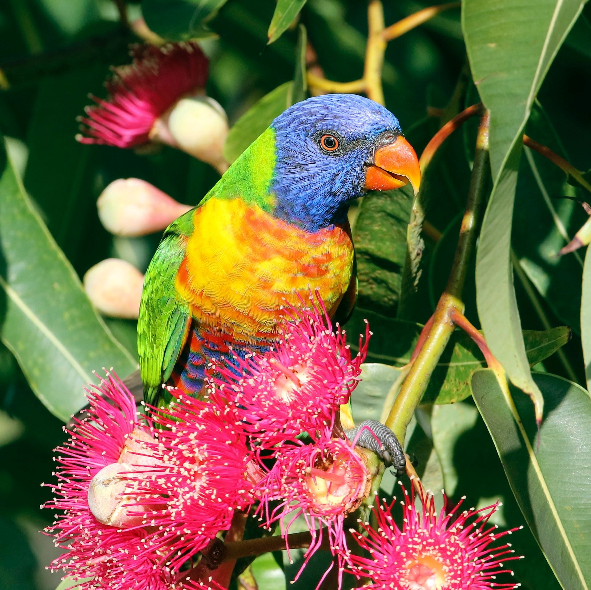 Rainbow Lorekeet