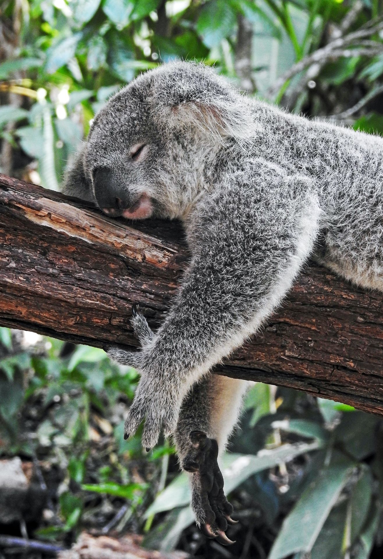 Kola